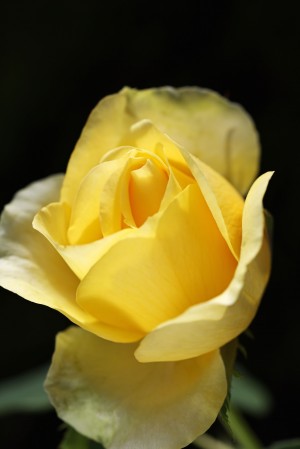 Love With Yellow Rose